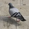 xzenzt