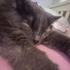 tatylovesfood2