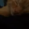 owchiiezx01