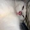 anhthucute1298