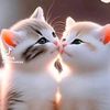 nisha.kaleem