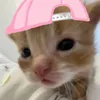 simpahml_nhatt