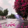 shahzina67