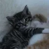 me0wixx1