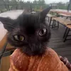 catobormit1