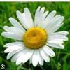 rosa054537