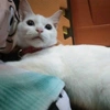 itsmecloudythewhitecat