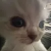 rebzyyx_cz