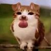 meowlsoull