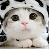 ahmad.syaiefullah