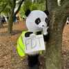 Chicago Trash Panda