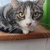 paja.kuces