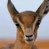 soso.ali7256