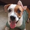 dog.princesa5