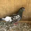 wu_896