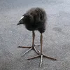 sigma_pukeko228_n