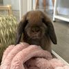 daphnethecinnabunbun