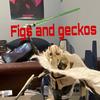 figs_and_geckos