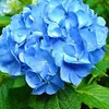 madame_hortensia