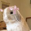 chocolien_000
