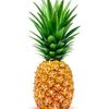 pelos_de_pina