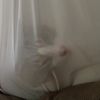 thecat431