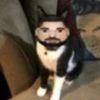 pewpewqfif