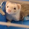 oba.ferret
