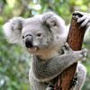 koala288997