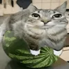 lordkasti14