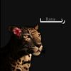 ranah803