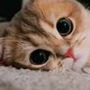 israt.jahan.tisha782