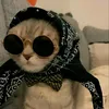 aline_rose5