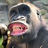 justcallkingkong