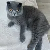 Top cat vidéos