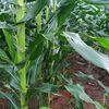mulyo.agro