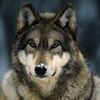 greywolf1122
