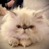 sadiebleuthepersian