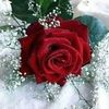 user71456318037485