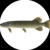 fish_gang_org