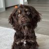 bearthecockerspaniel