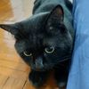 darkcat90405