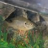 jaxthegreensunfish