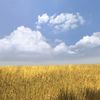 wheatlyguy127