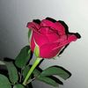 achipost7