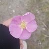 anabelly.button_1