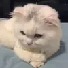 mìtôm