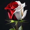 sagheer.ahmad8555