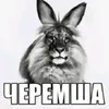 glisti_ciduatotdaxaut