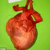 human.anatomy.for